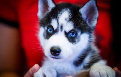 娱乐吃瓜酱哈士奇,揭秘哈士奇的那些事儿